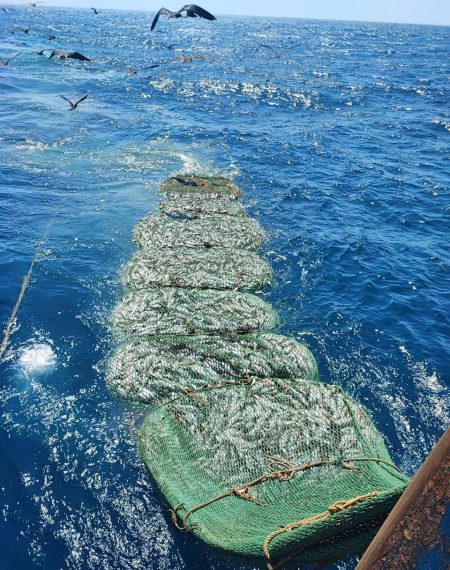 Consejo Federal Pesquero. Sesi贸n semanal, Acta Nro. 22/2024. La redistribuci贸n de merluza hubbsi puede esperar