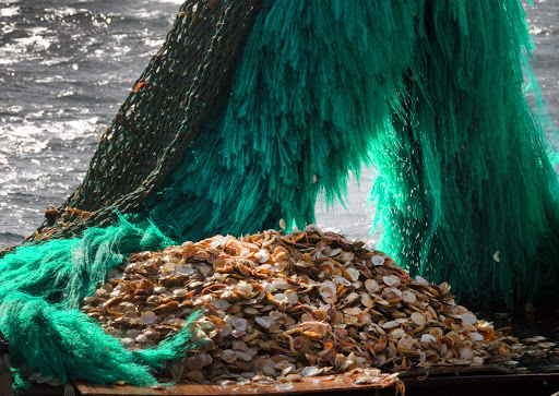Vieira patagónica: Desciende la biomasa y evalúan nuevos planes de manejo