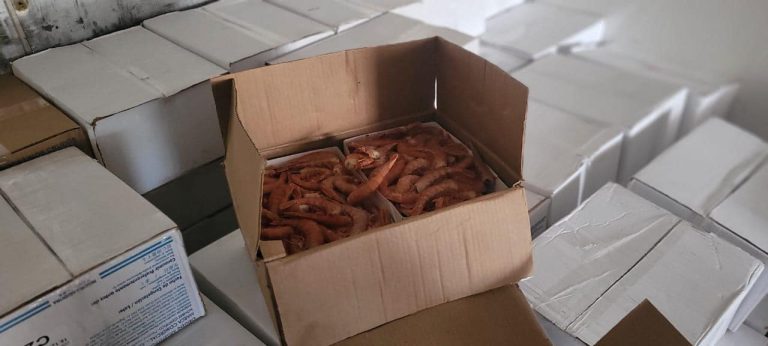 Control en frontera de Chubut decomisa 12.000 kilos de langostinos transportados ilegalmente hacia Mar del Plata