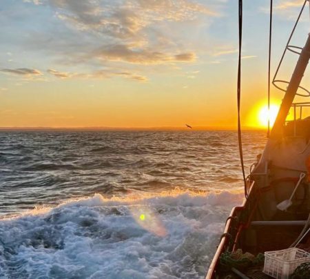 Autorizaron el inicio de la Temporada de Langostino en Chubut