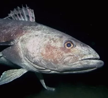 La apetecible riqueza del Atlántico Sur: Un campo de batalla geopolítico en el Mar Argentino