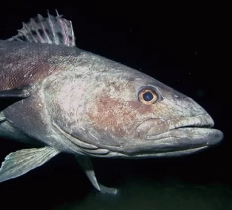 La apetecible riqueza del Atl谩ntico Sur: Un campo de batalla geopol铆tico en el Mar Argentino