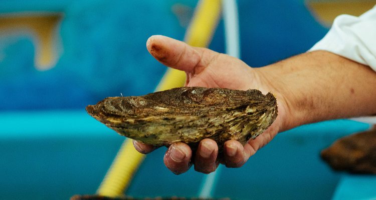 Chile avanza con el programa PTEC Ostra Japonesa en la Región de Los Lagos