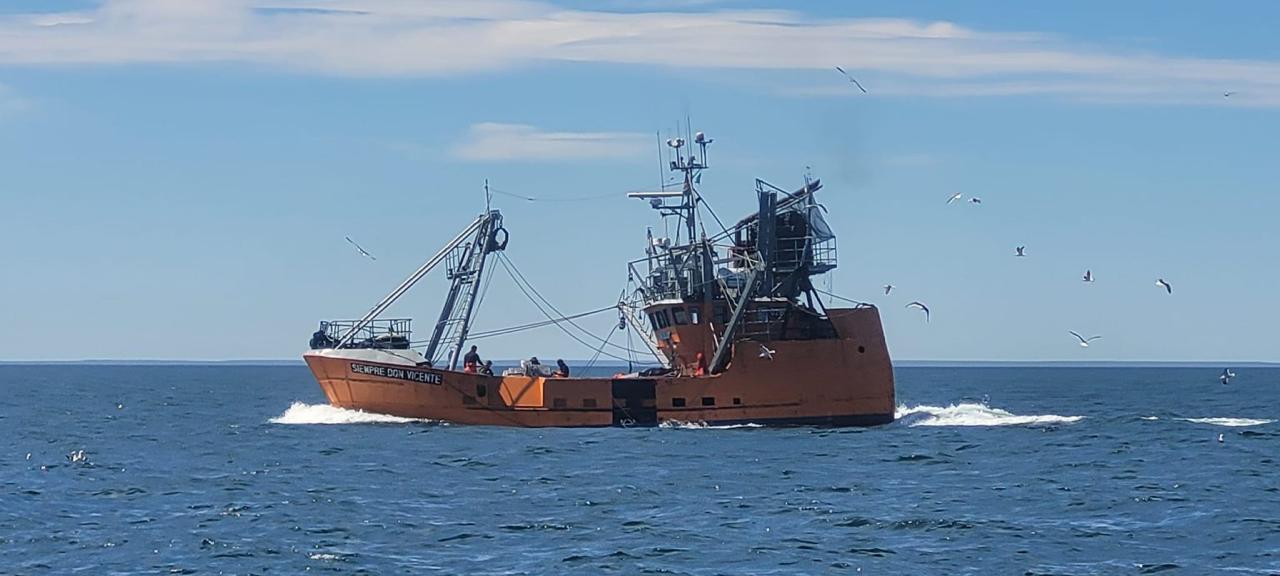 Chubut. Avances en la prospección de langostino revitalizan expectativas de apertura a la pesca comercial