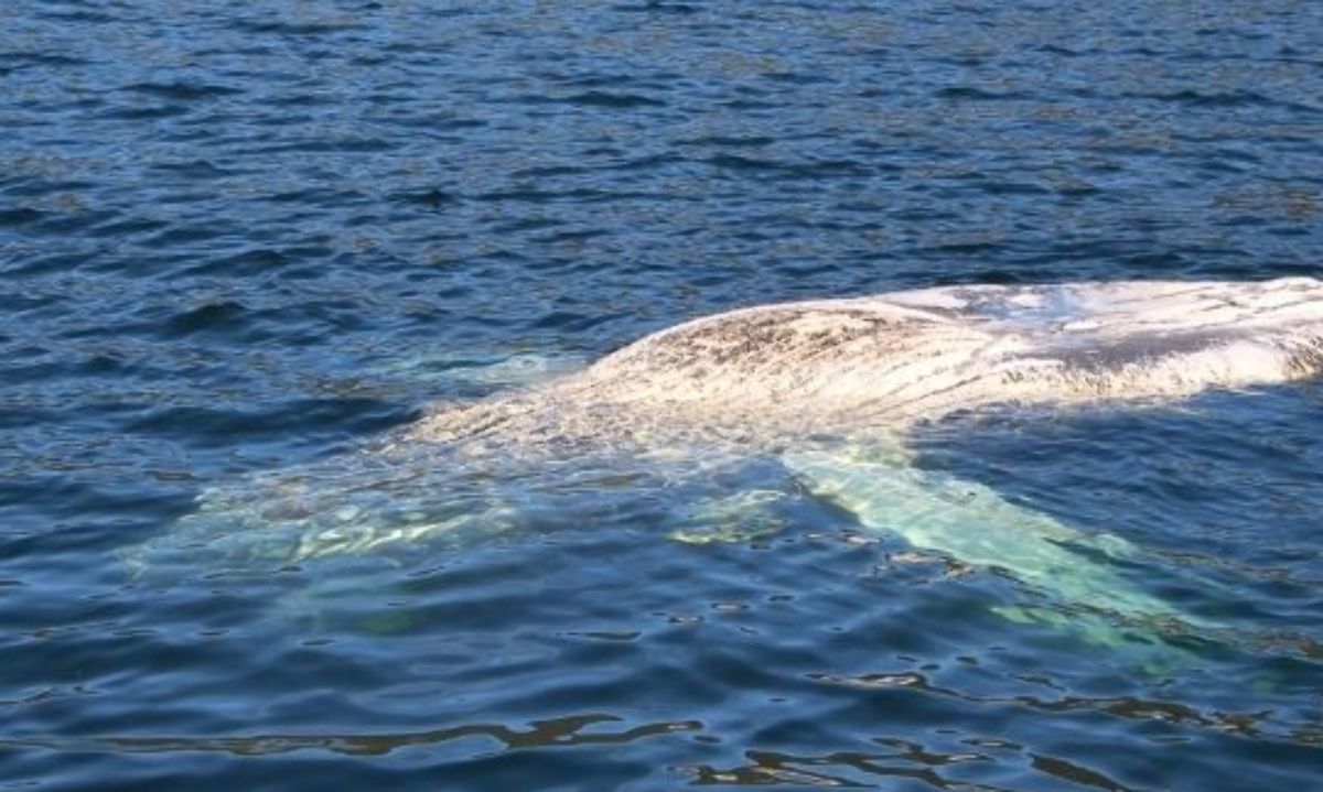 Muertes de ballenas jorobadas en 谩reas protegidas reavivan debate sobre la industria salmonera en Chile
