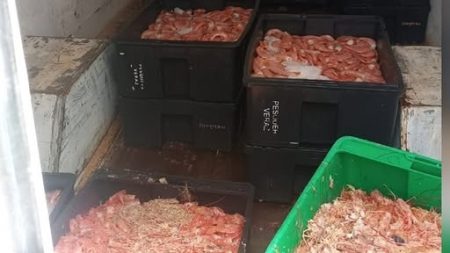 Secuestran 350 Kilos de langostinos transportados de forma irregular en Rawson