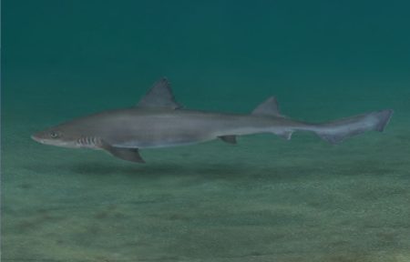 Resoluci贸n CTMFM Nro.15/2024. Habilitaci贸n de reserva administrativa para la captura de gatuzo Zona Com煤n de Pesca