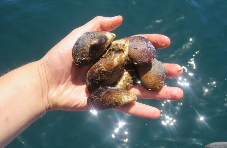 Alertan sobre la Marea Roja en Rawson: Vedan zona para la extracci贸n de moluscos