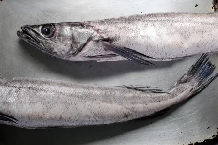 Resoluci贸n CTMFM Nro.17/2024. Establecen Captura Total Permisible para la merluza hubbsi en Zona Com煤n de Pesca