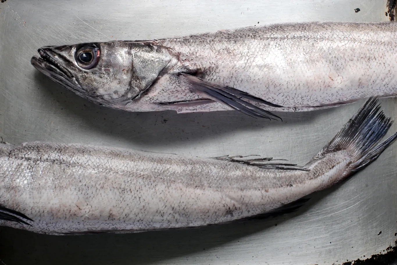 Resolución CTMFM Nro.17/2024. Establecen Captura Total Permisible para la merluza hubbsi en Zona Común de Pesca