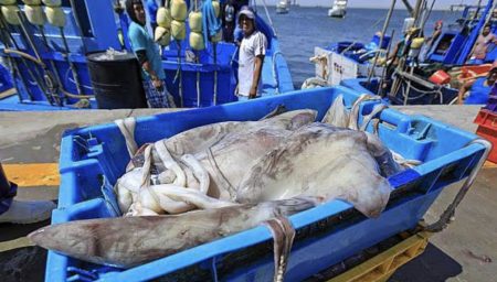 Crisis de la pesca de calamar gigante en Per煤: Sostenibilidad y Soberan铆a en Juego