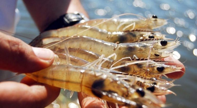 Ecuador: Exportaciones de camar贸n de cultivo Vannamei en su punto m谩s bajo