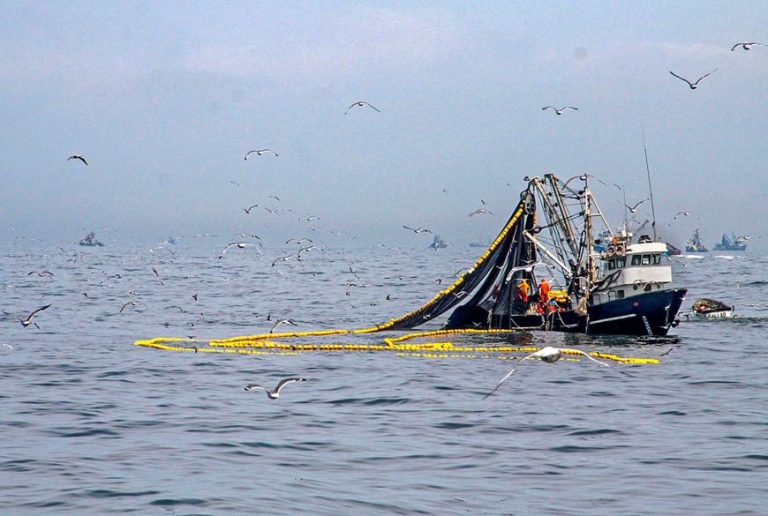 Pesca de anchoveta en Perú llega al 65.56% de la cuota en la segunda temporada 2024