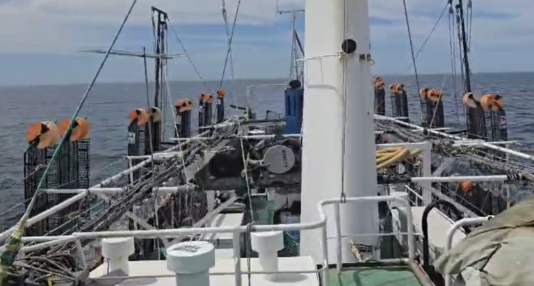 Comenz贸 la Temporada de Pesca del Calamar Illex argentinus 2025