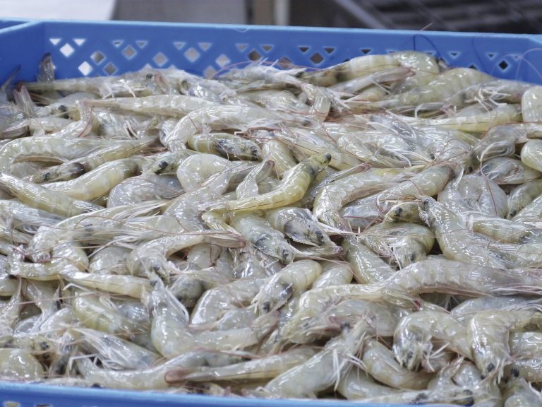 Tensiones comerciales: Brasil bloquea importaciones de camar贸n de cultivo ecuatoriano. Interrogantes con la merluza argentina