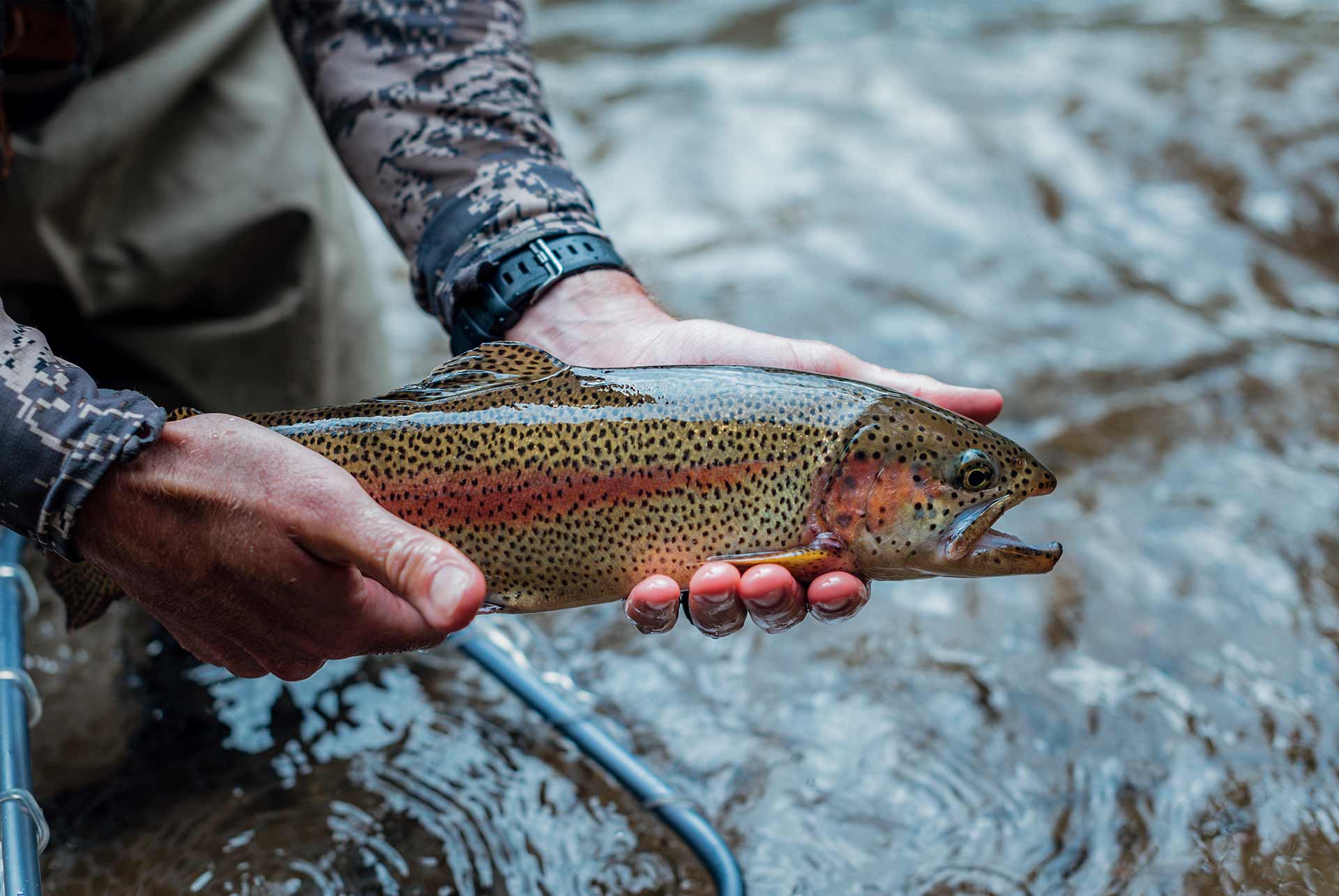 Camarones se posiciona como un punto estratégico para la producción de trucha arcoíris en Chubut