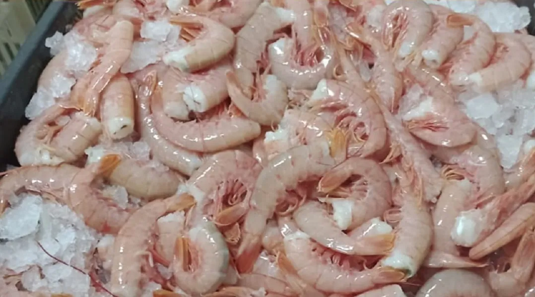 Langostino. Santa Cruz: detectan maniobras fraudulentas e investigan posibilidad de blanqueo