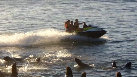 Imprudencia Náutica: Prefectura identificó a un hombre por maniobras peligrosas cerca de lobos marinos