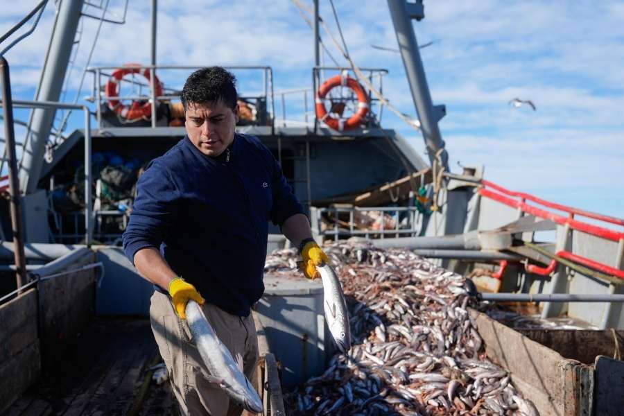 Santa Cruz. Prospectan deliberadamente el Golfo San Jorge: Mucha cantidad de langostino en etapa juvenil