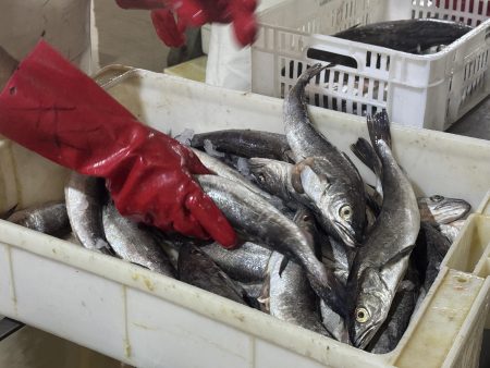 Consejo Federal Pesquero. Sesi贸n semanal, Acta Nro. 2/2025. Controversias que no quedaron en Actas