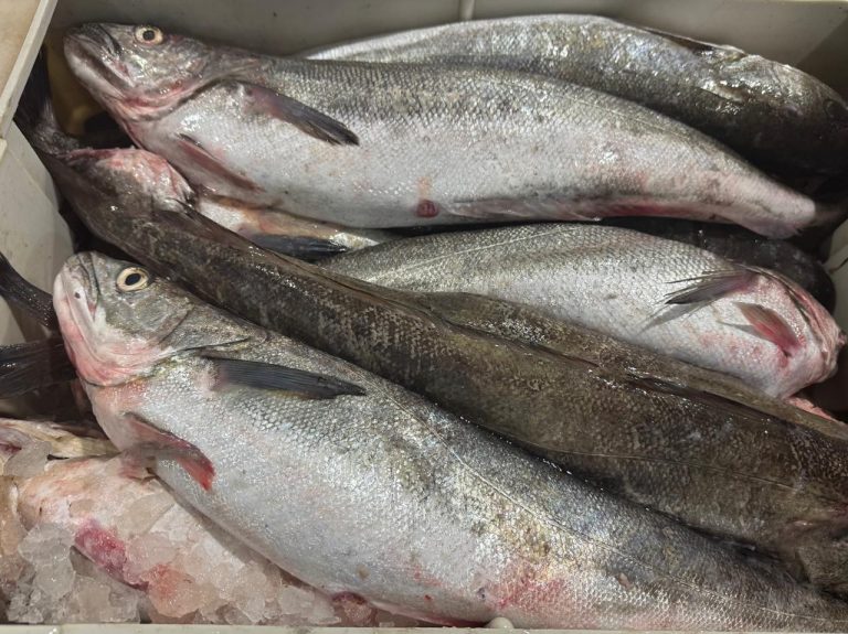 Avances en los Proyectos de Mejora de la pesquerÃa de merluza