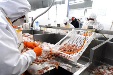 El mal sindicalismo como obst谩culo al desarrollo laboral en la industria pesquera procesadora