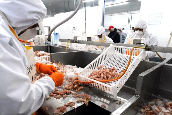 El mal sindicalismo como obstáculo al desarrollo laboral en la industria pesquera procesadora