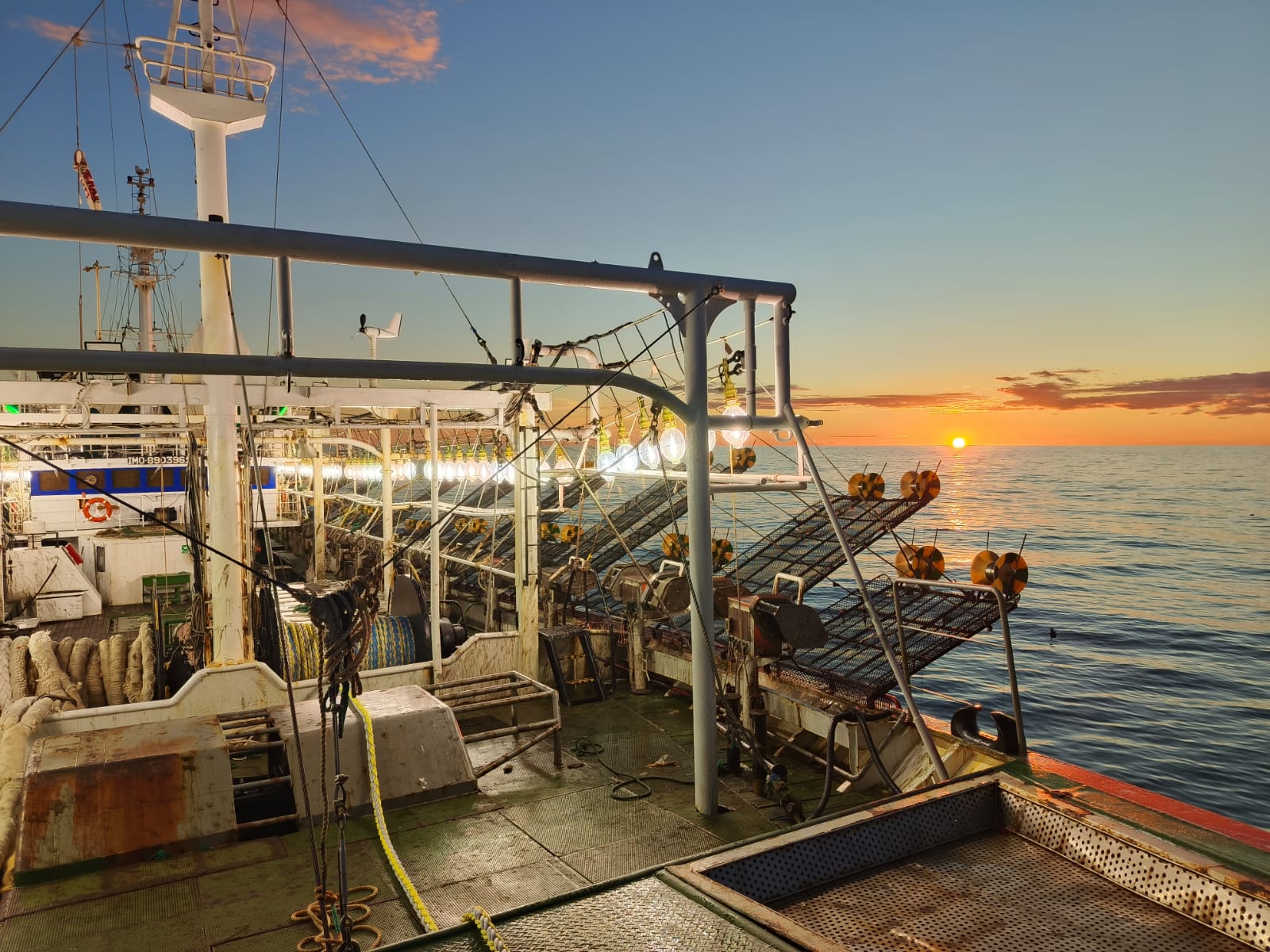 Calamar Illex argentinus: Autorizan la pesca al norte del paralelo 44°S