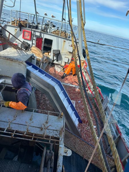 Fin para la temporada de pesca de langostino en Chubut