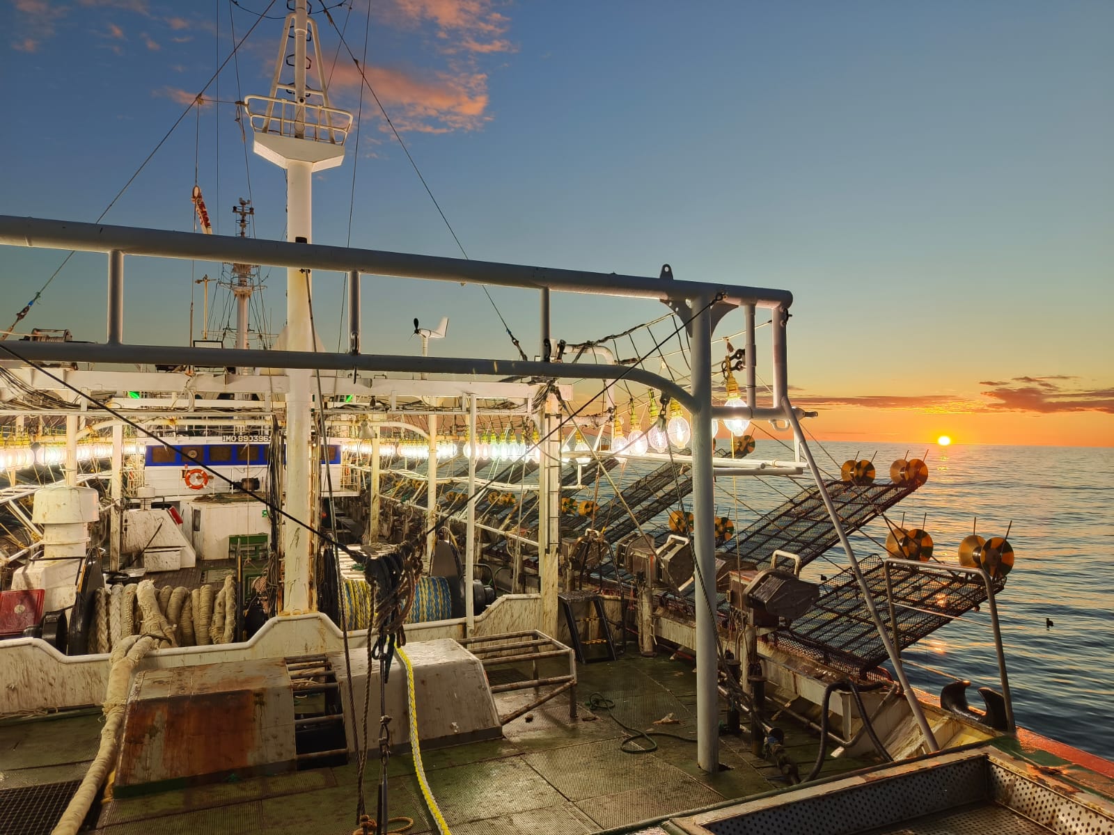 Temporada de Calamar Illex 2025: Altos rendimientos iniciales y migración de la flota