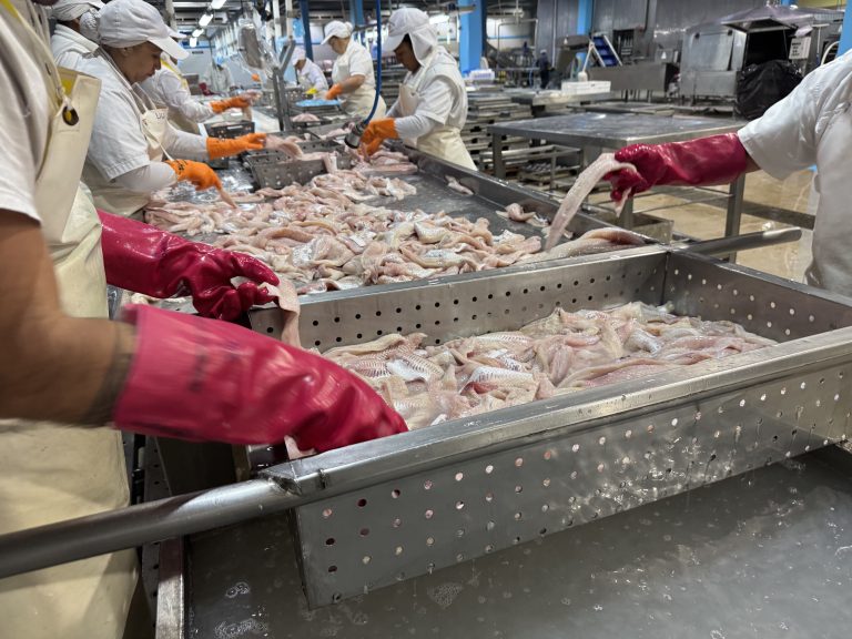 Merluza. Panorama preocupante y desolador