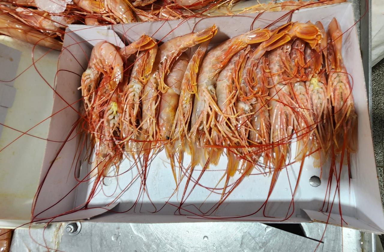 Langostino. Día de definiciones: Cierra provincia, abre nación