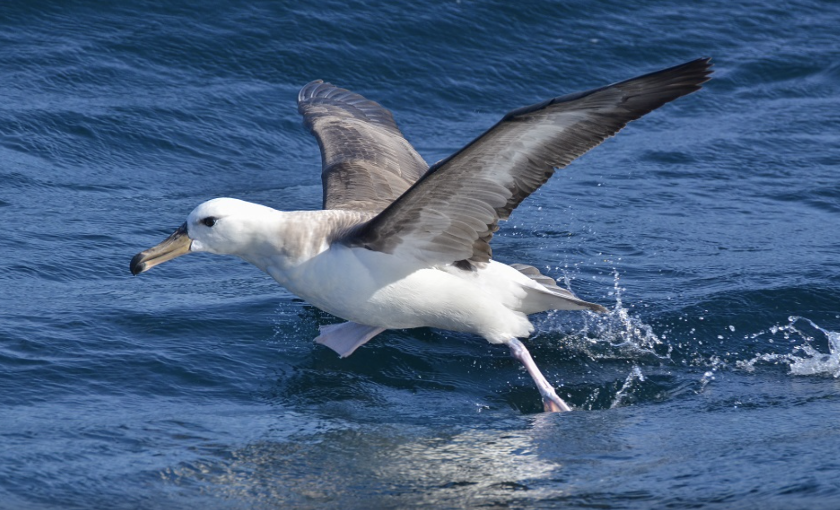 Calamar: el INIDEP presentó informes sobre la interacción de megafauna marina con la flota potera