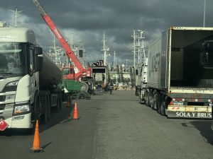 Calamar Illex Argentinus: El stock norpatagónico y bonaerense revitaliza la actividad en el puerto de Mar del Plata