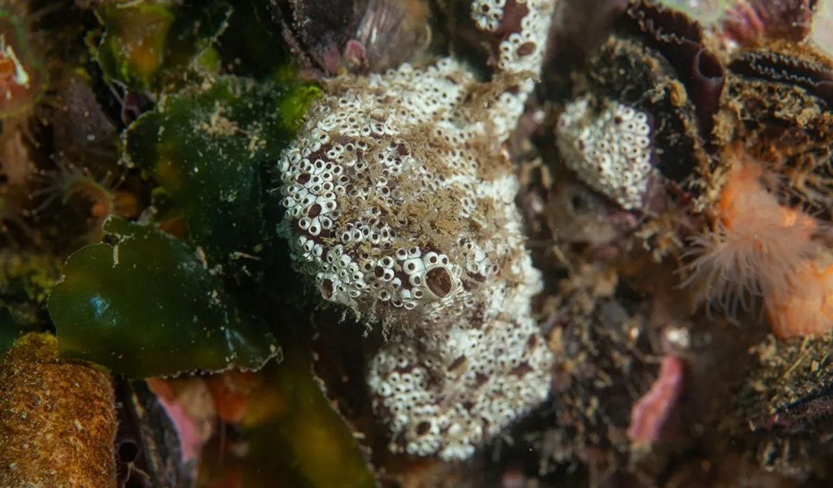 Detectan en el Golfo Nuevo una especie invasora proveniente del hemisferio norte