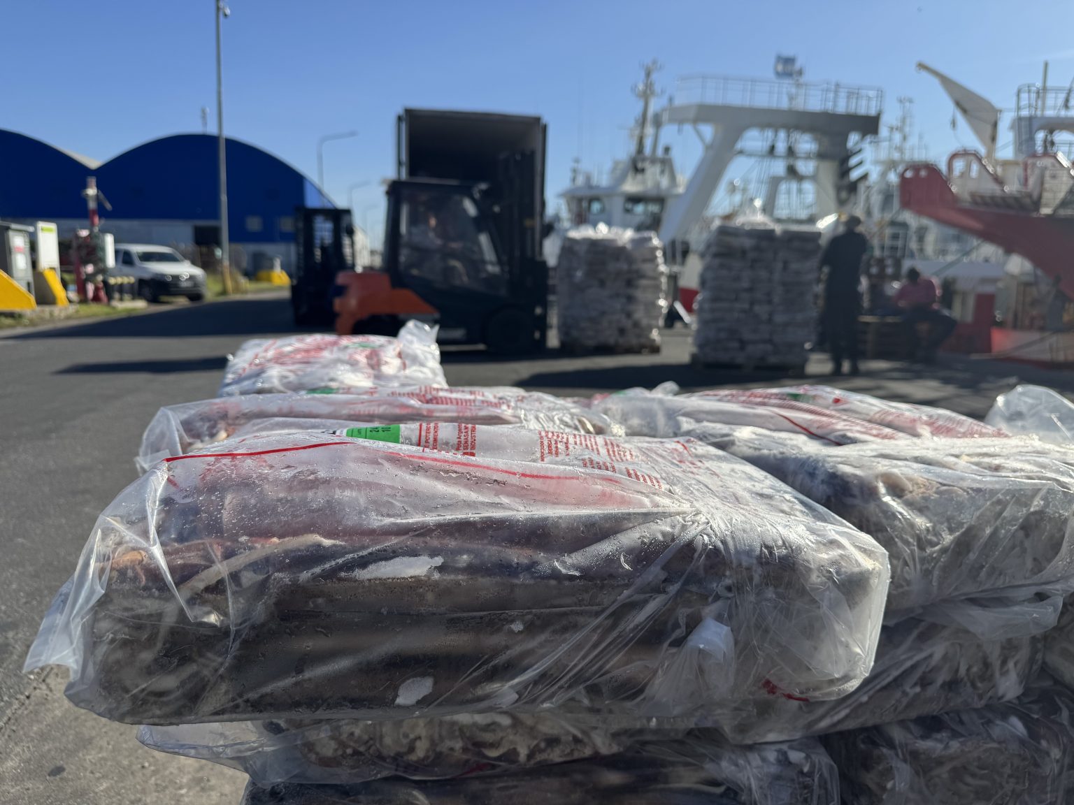 Récord de capturas de calamar potencia el empleo en Mar del Plata: Una sinfonía productiva en el corazón de la pesca argentina