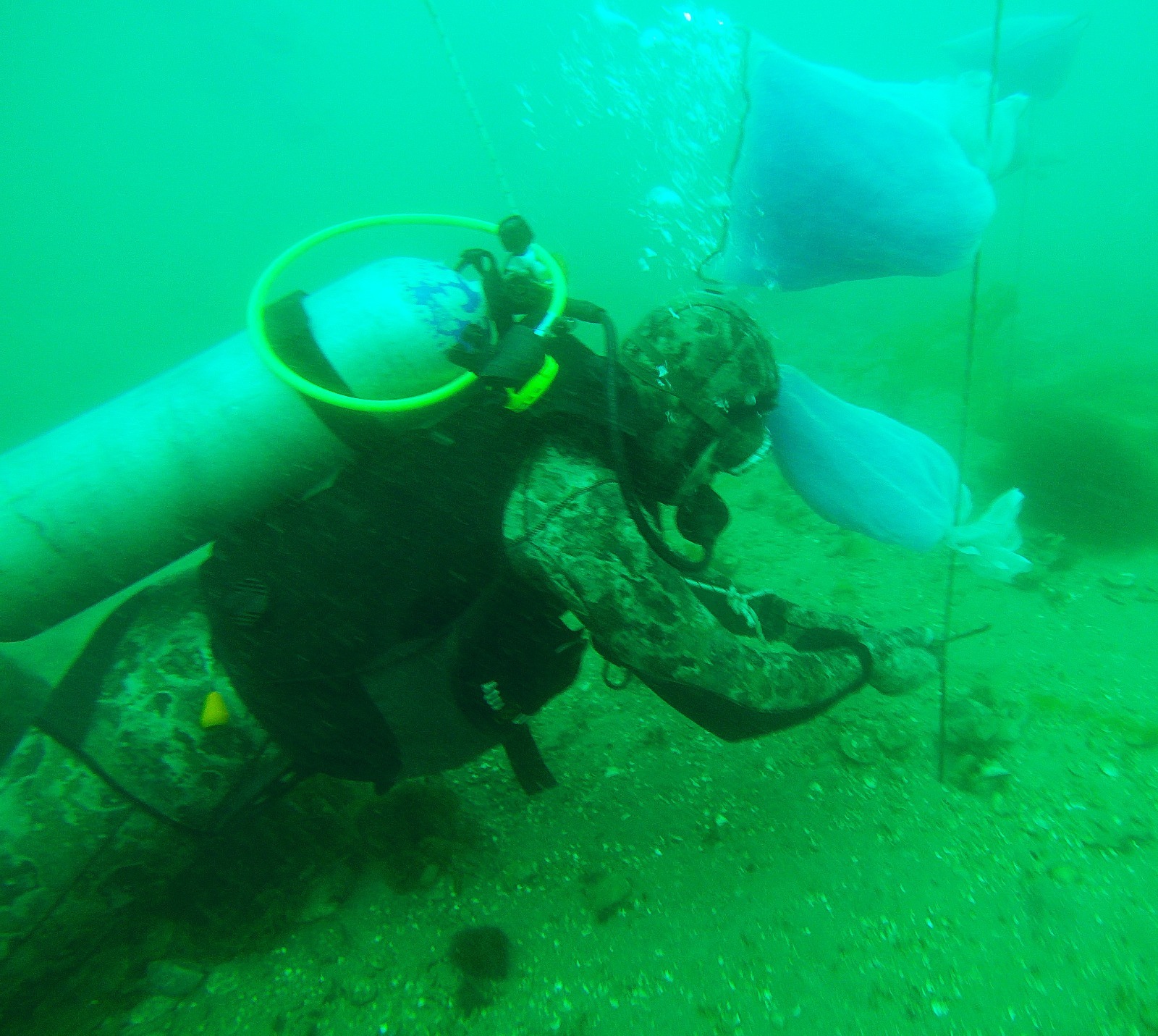 Siembran vieiras Tehuelche en el Golfo San Jos茅 para restaurar bancos naturales