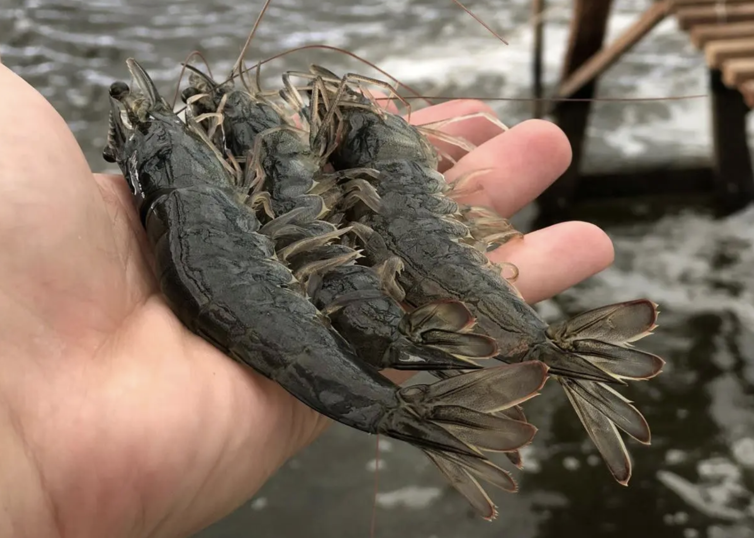 Camarón ecuatoriano e indio abastecen mayor demanda china