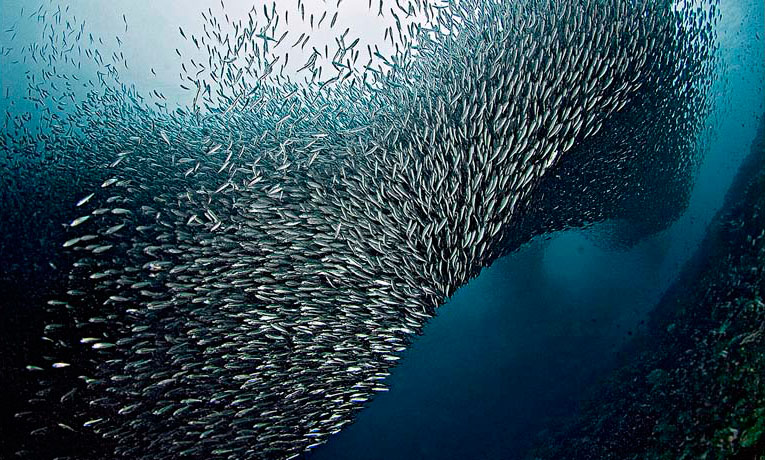 Brasil, Uruguay y Argentina se unen en un proyecto clave para conservar la biodiversidad del Atl谩ntico Sur