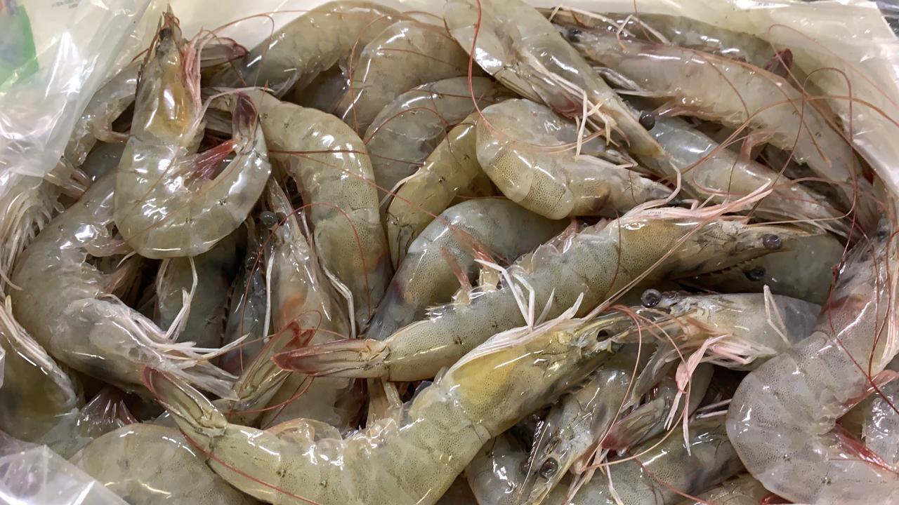 El camarón de cultivo ecuatoriano mantiene su fortaleza global pese a la contracción del mercado chino