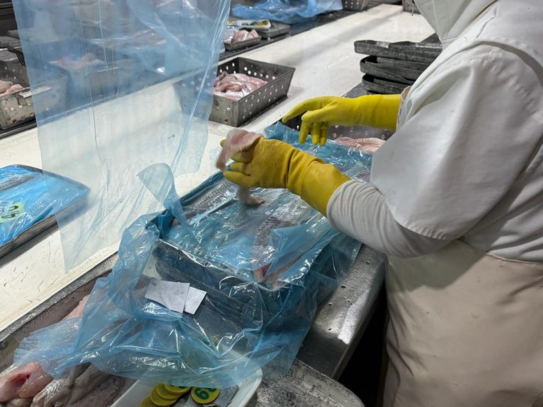 Crisis estructural en la industria pesquera de Mar del Plata: Cierres, caída de actividad y pérdida de empleos