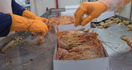 Flota congeladora. Las negociaciones continúan: La audiencia pasó a cuarto intermedio para hoy 11 horas