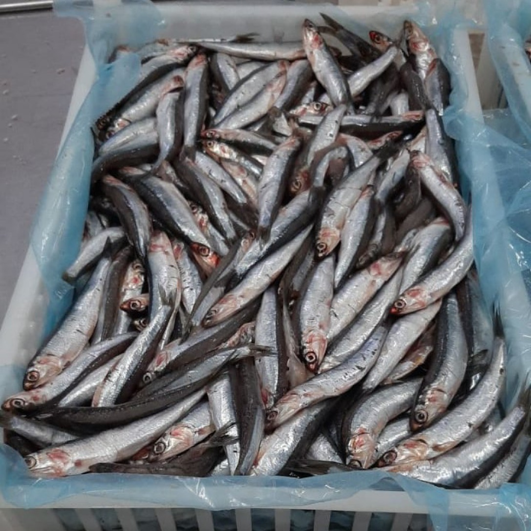 Autorizan a la flota de Rawson la pesca objetivo de ancho铆ta en la ZVPJM