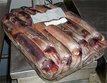 Resolución CTMFM Nro.4/2025. Establecen cierre para calamar en la Zona Común de Pesca