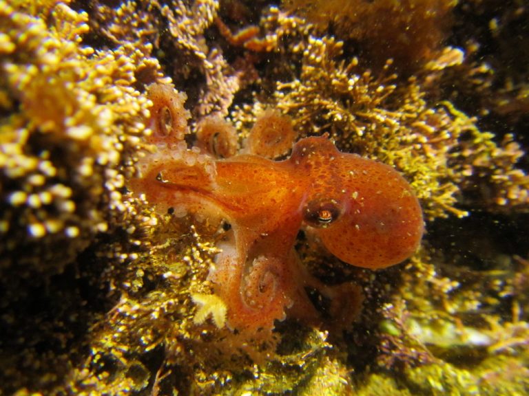 INIDEP inicia una experiencia piloto para la crÃa en cautiverio de pulpo colorado