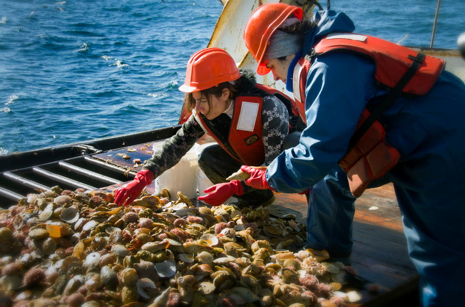 Anuncian evaluación anual de la pesquería de vieira patagónica en el Mar Argentino