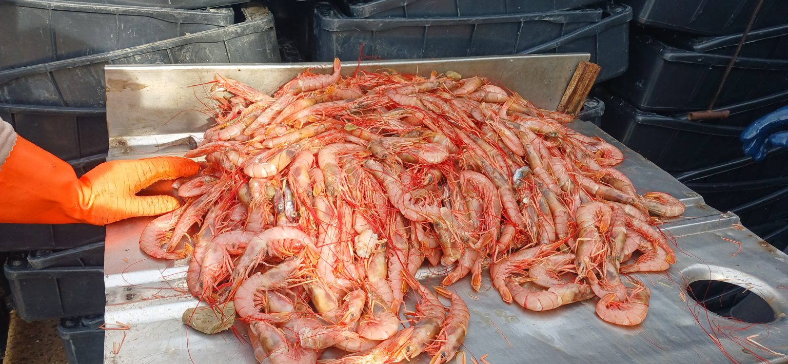 Langostino. Subárea 12: La flota fresquera mantiene actividad firme y tallas comerciales en un contexto de mercado incierto