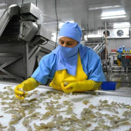 Ecuador exporta m谩s camar贸n que petr贸leo y marca un nuevo record