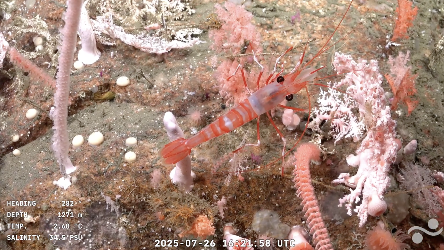 “Talud Continental IV”: Expedición científica internacional al cañón submarino Mar del Plata