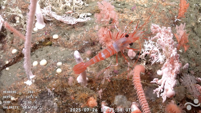 “Talud Continental IV”: Expedición científica internacional al cañón submarino Mar del Plata